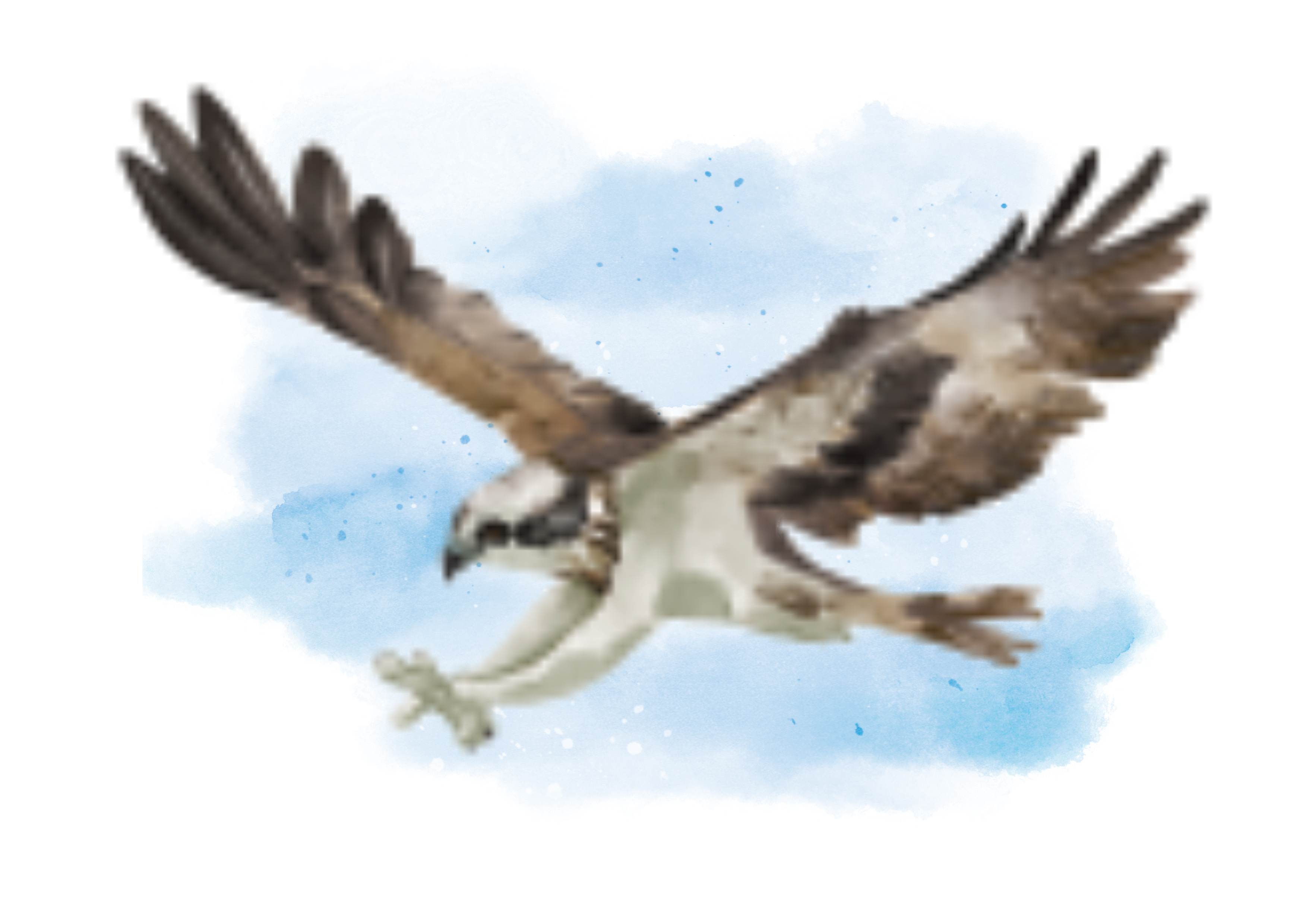 Watercolor illustration of an osprey in flight